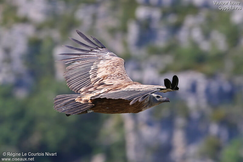 Griffon Vulture