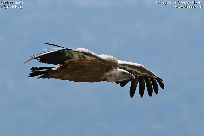 Vautour fauve