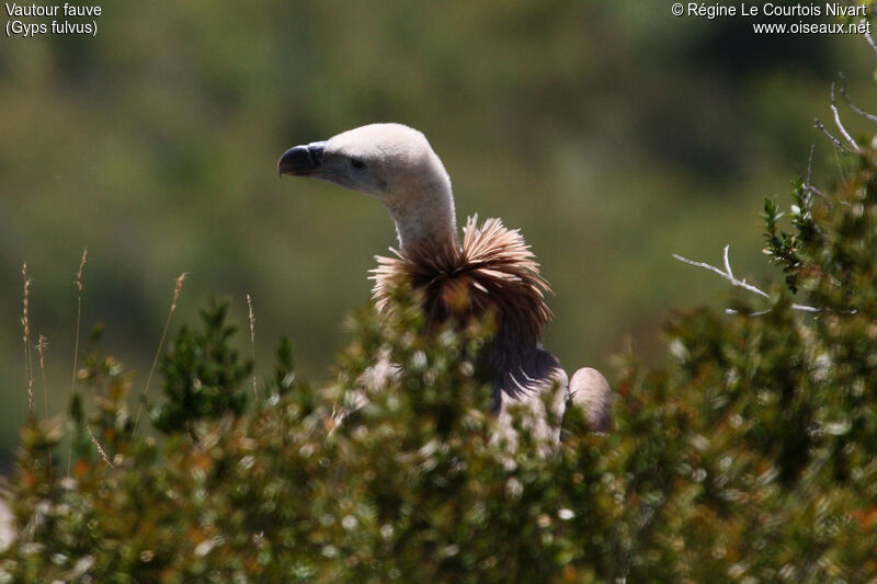 Griffon Vulture