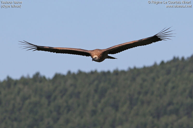 Vautour fauve