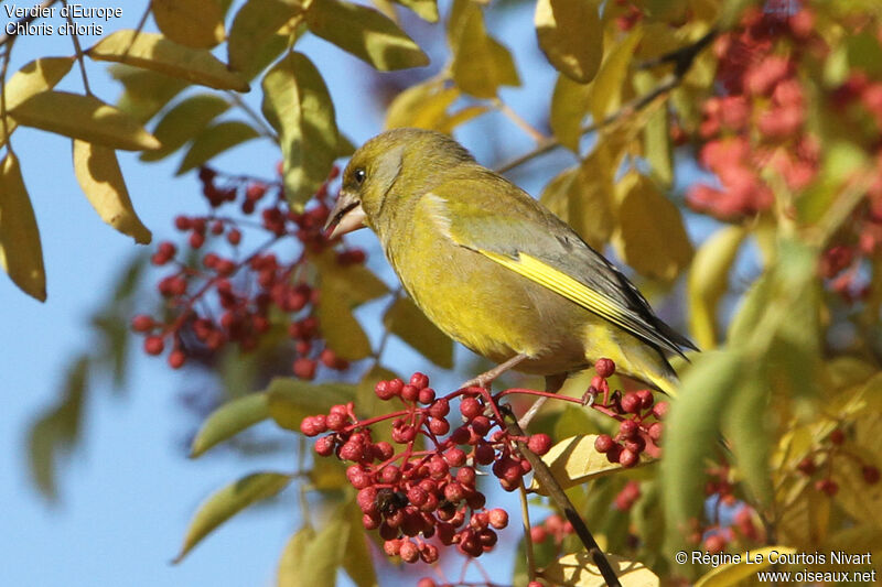 European Greenfinch male, feeding habits