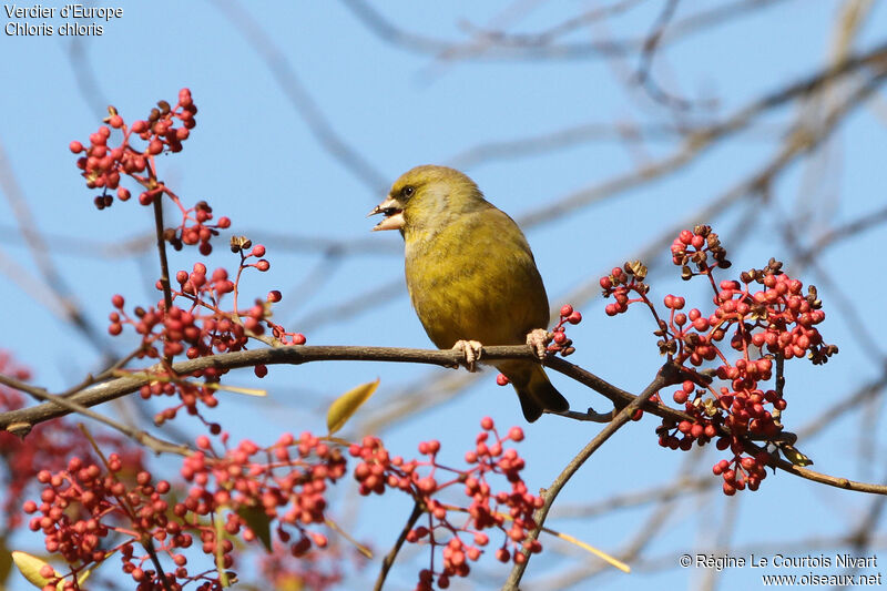 European Greenfinch male, feeding habits