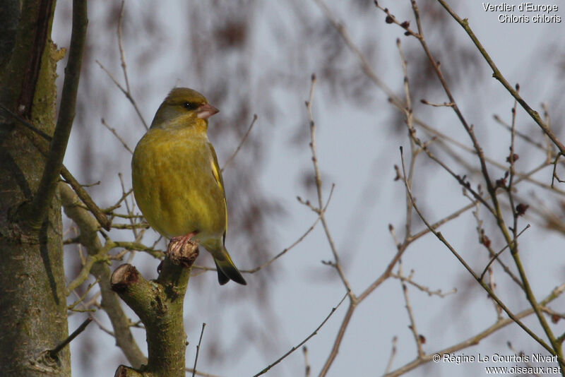 European Greenfinch