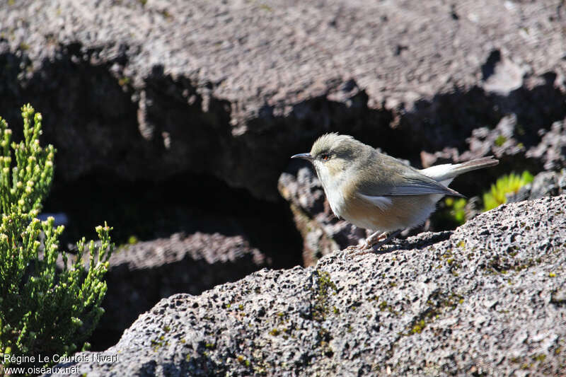 Reunion Grey White-eyeadult, identification