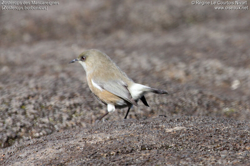 Reunion Grey White-eye