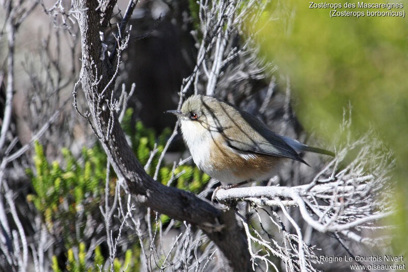 Reunion Grey White-eye