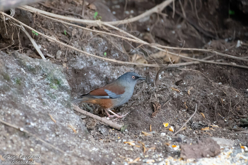 Maroon-backed Accentor