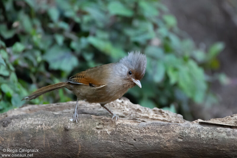 Rusty-fronted Barwingadult