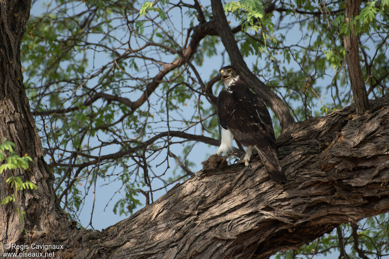 Aigle fasciéadulte nuptial, mange