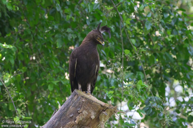 Long-crested Eagleadult