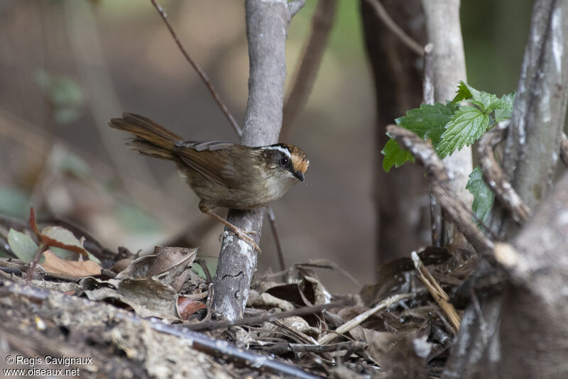 Rusty-capped Fulvettaadult