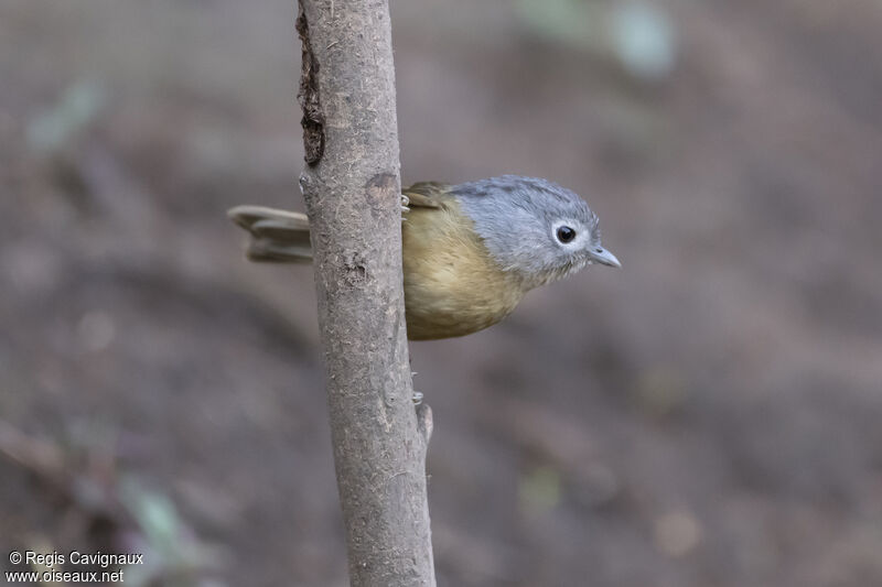 Yunnan Fulvettaadult