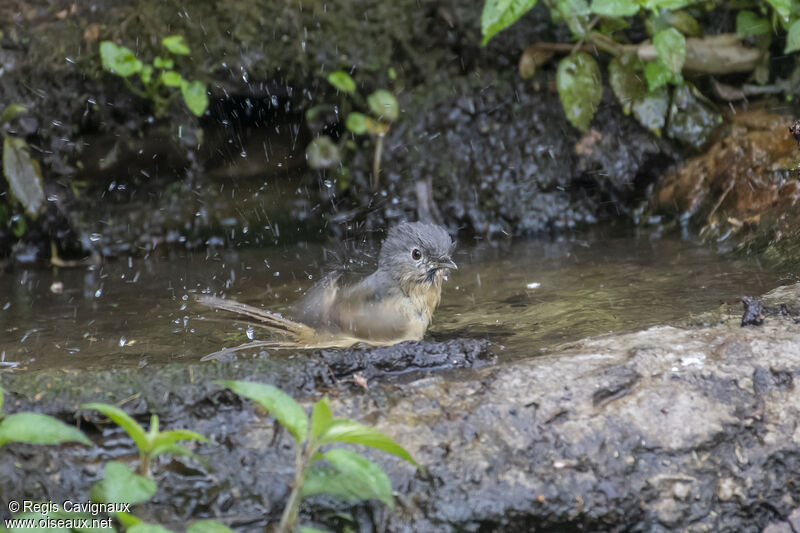 Yunnan Fulvettaadult, Behaviour