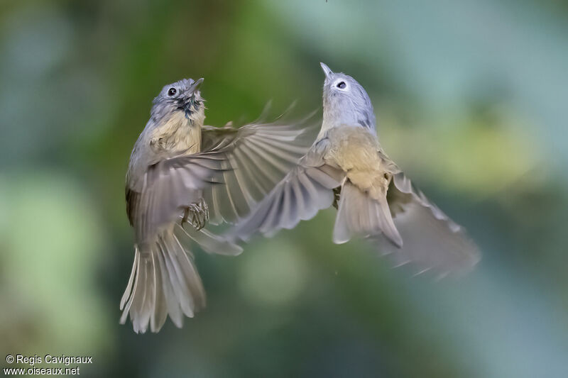 Yunnan Fulvettaadult, Flight, Behaviour