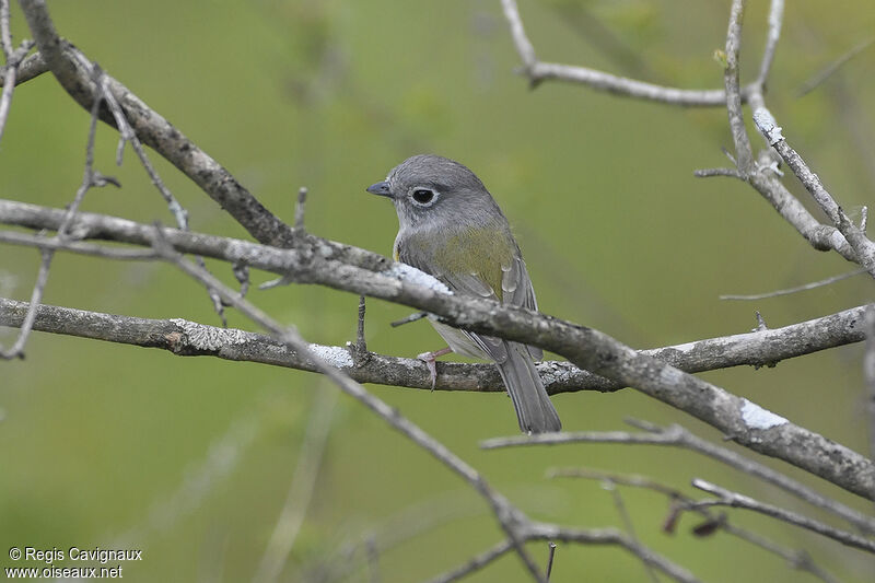 Green Shrike-babbleradult