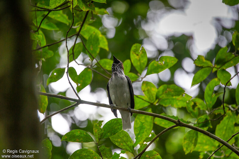 Bearded Bellbirdadult, song