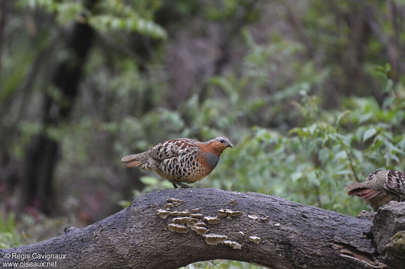 Chinese Bamboo Partridge female