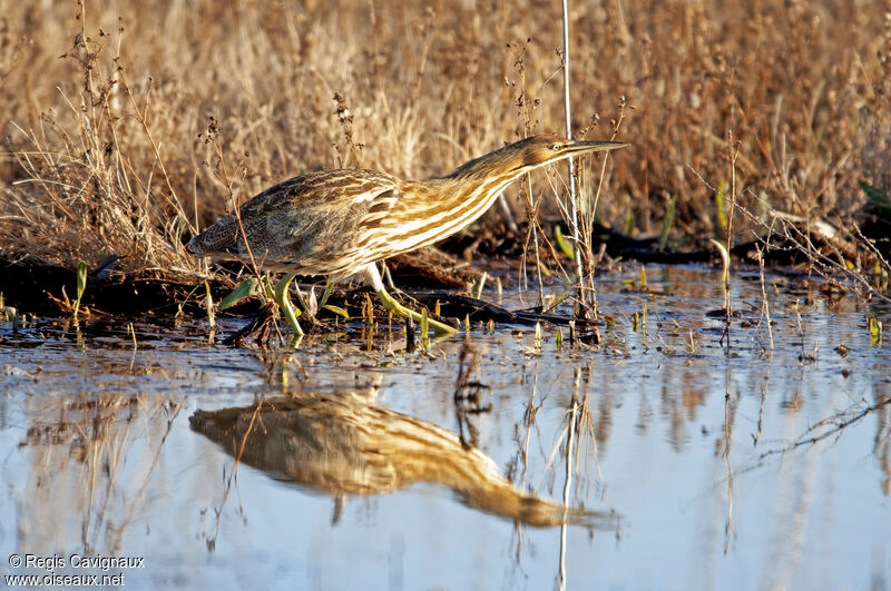 Northern Harrieradult