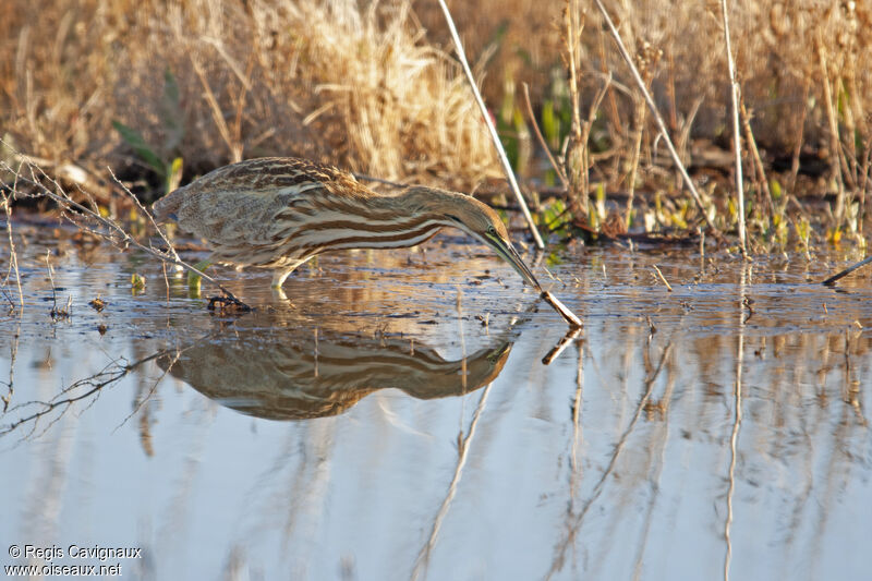 Northern Harrieradult, fishing/hunting