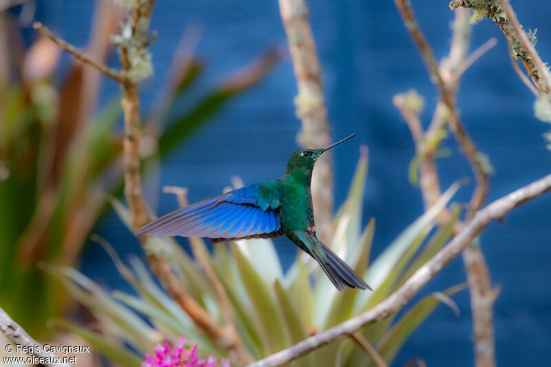 Great Sapphirewing male adult breeding