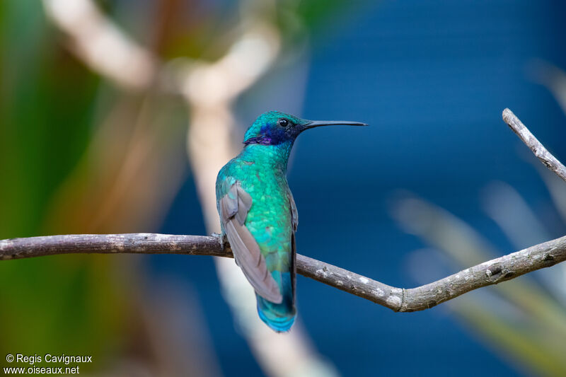 Sparkling Violetear male adult breeding