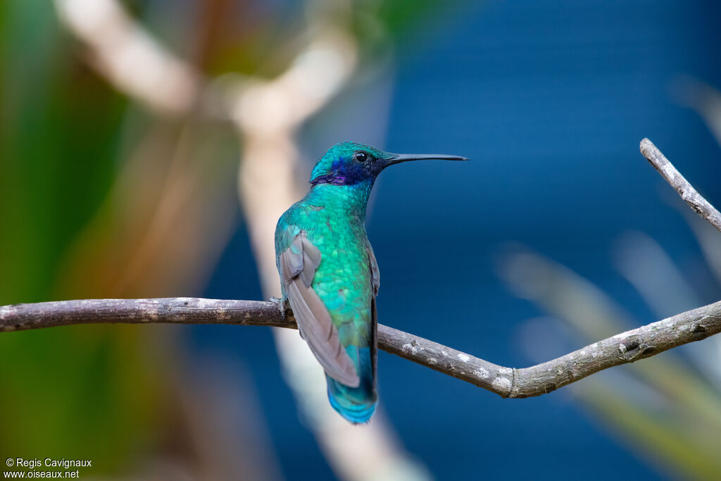 Sparkling Violetear