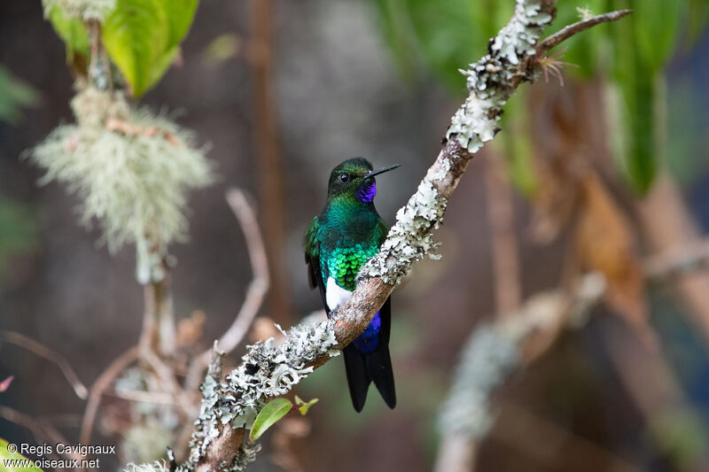 Glowing Puffleg male adult breeding