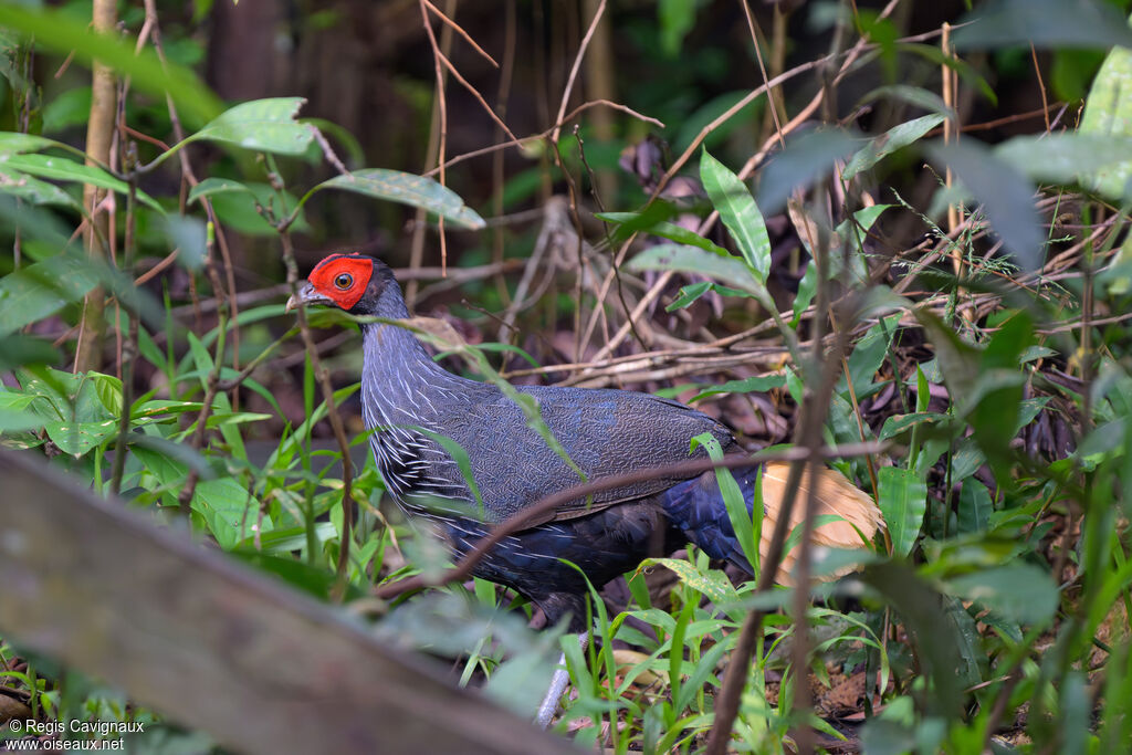 Faisan à queue rousse mâle adulte nuptial, identification