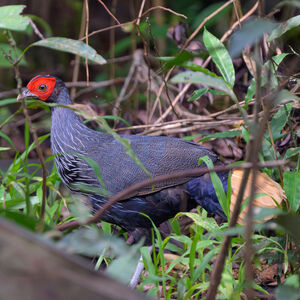 Faisan à queue rousse