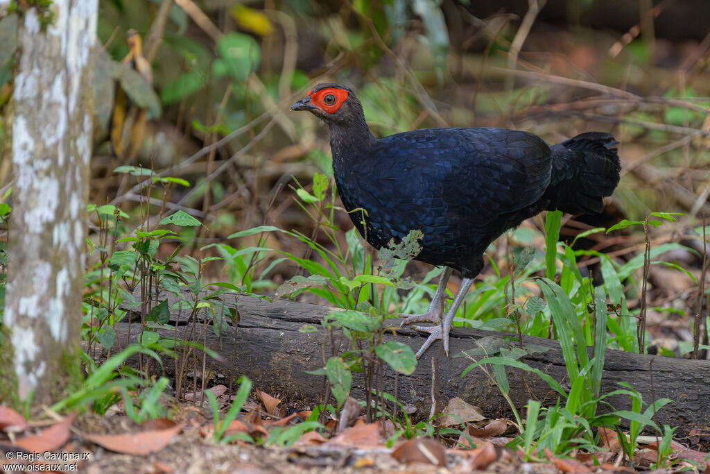 Faisan à queue rousse