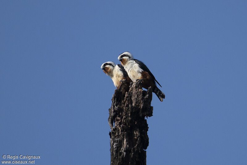 Pied Falconetadult breeding