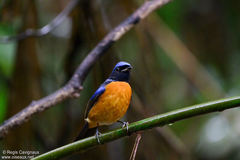 Fujian Niltava male adult, close-up portrait