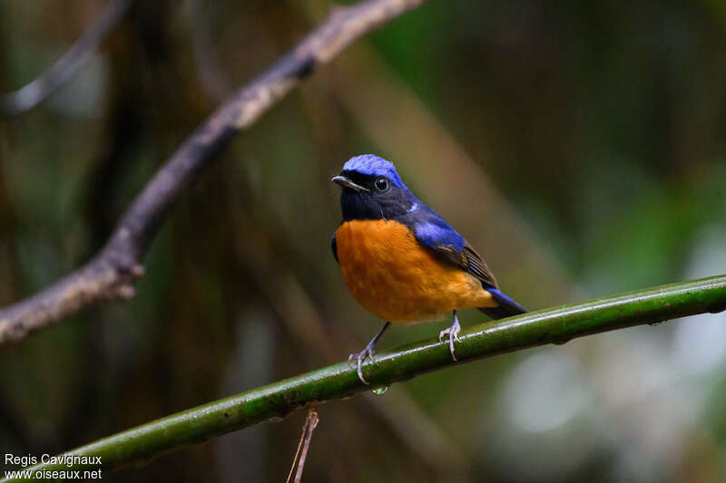 Fujian Niltava male adult, close-up portrait