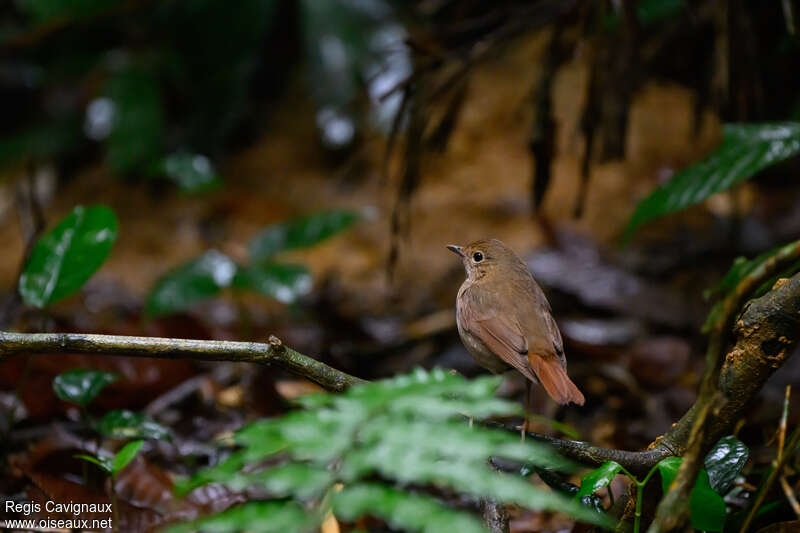 Fujian Niltava female adult