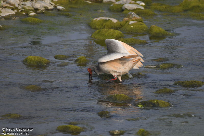 Ibis nipponadulte nuptial, pêche/chasse