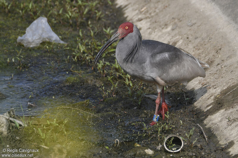 Crested Ibisadult breeding