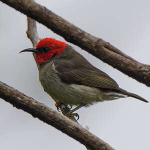 Myzomèle montagnard