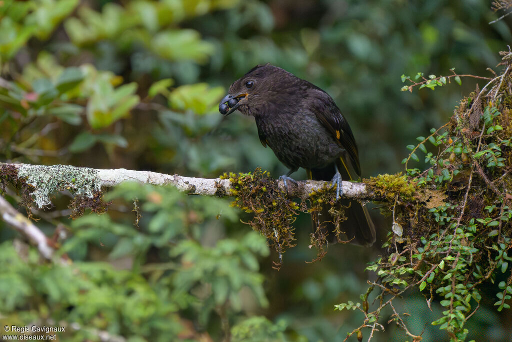Archbold's Bowerbird