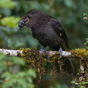 Jardinier d'Archbold