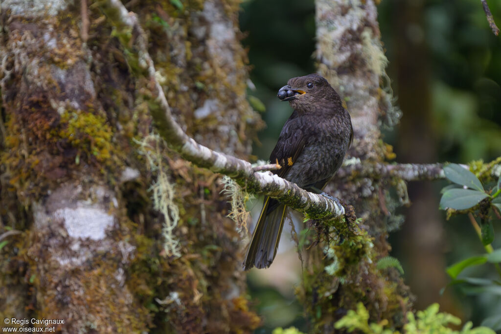 Archbold's Bowerbird
