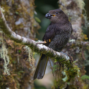 Jardinier d'Archbold