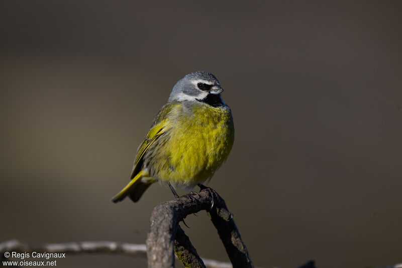 White-bridled Finch male adult