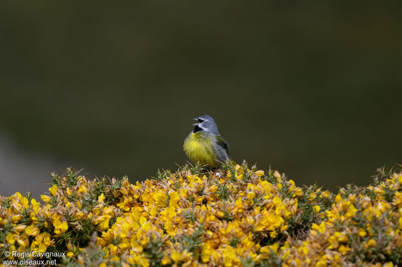 White-bridled Finch male adult breeding, song