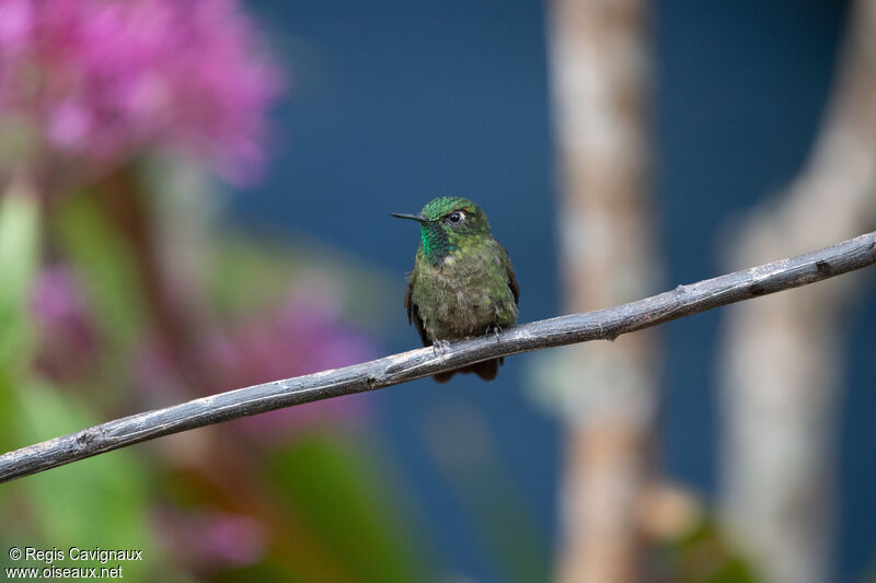 Tyrian Metaltail