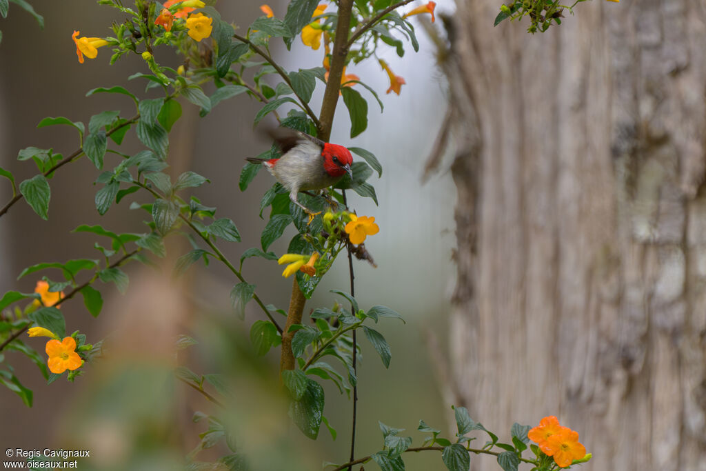 Myzomèle montagnard mâle adulte nuptial, identification