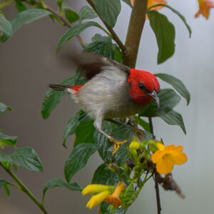 Myzomèle montagnard