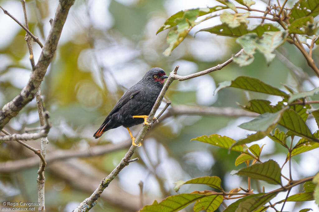 Néositte noire femelle adulte nuptial, identification