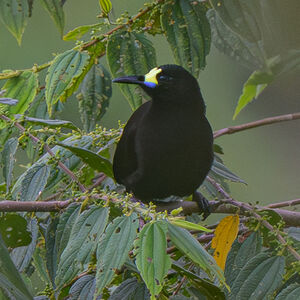 Paradisier à queue courte