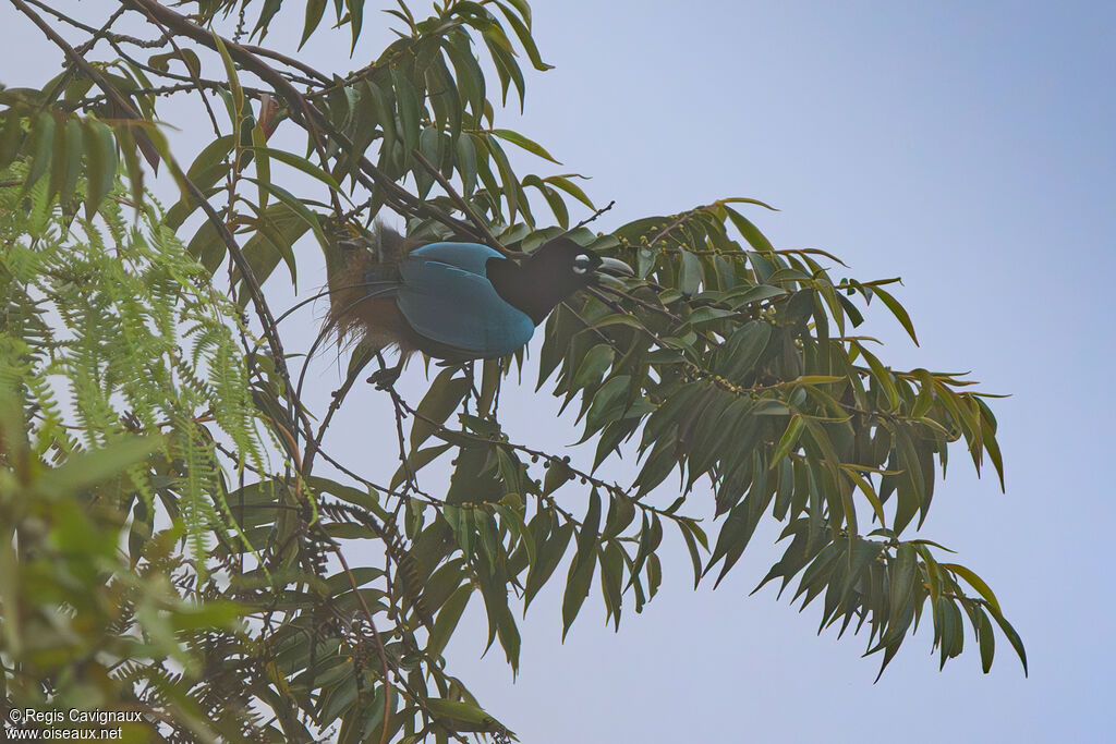 Paradisier bleu mâle adulte nuptial, identification, mange