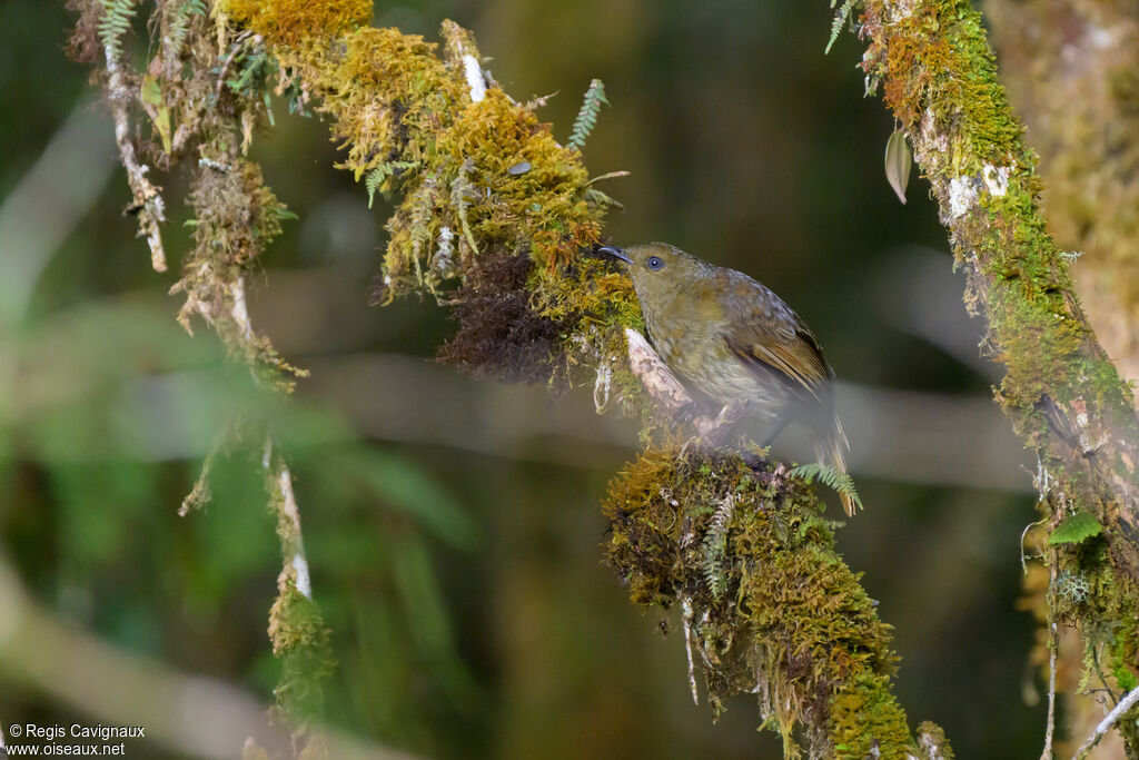 Paradisier huppé - Cnémophile huppé<br /> femelle adulte nuptial, identification